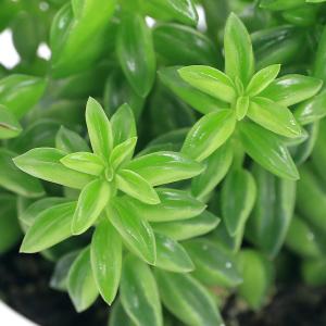 (観葉植物)ペペロミア ニパドラ 3号(1鉢)の詳細画像1