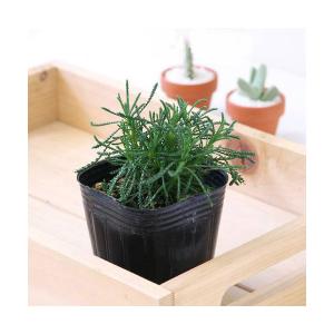 （観葉植物）ハーブ苗　サントリナ　グリーン　３号（１ポット）　家庭菜園