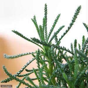 (観葉植物)ハーブ苗 サントリナ グリーン 3...の詳細画像1