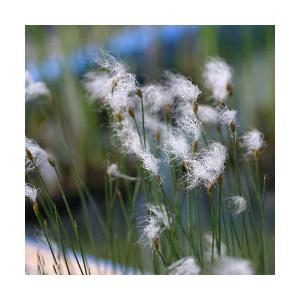 （ビオトープ）水生植物　ヒメワタスゲ（１ポット）　湿生植物（休眠状態）