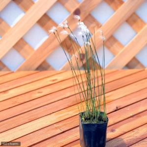 (ビオトープ)水生植物 ヒメワタスゲ(1ポット...の詳細画像1