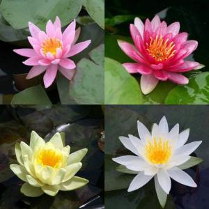 （ビオトープ）睡蓮　温帯性睡蓮（スイレン）　色指定なし（１０ポット）