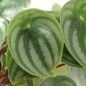 (観葉植物)ペペロミア サンデルシー(スイカペ...の詳細画像1