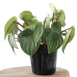 (観葉植物)ペペロミア サンデルシー(スイカペ...の詳細画像2