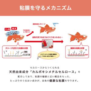 GEX 金魚元気うるおう水づくり 詰替用 240mlの詳細画像4