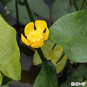 (ビオトープ)水生植物 河骨 コウホネ(無農薬...の詳細画像1