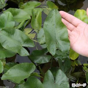 (ビオトープ)水生植物 河骨 コウホネ(無農薬...の詳細画像2