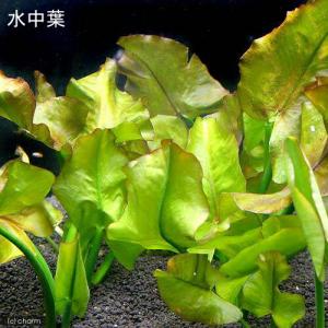 (ビオトープ)水生植物 河骨 コウホネ(無農薬...の詳細画像3