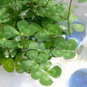 （ビオトープ）水生植物　メダカの鉢にも入れられる水生植物　ウォータークローバー　ムチカ（１ポット）　抽水〜浮葉植物（休眠状態）