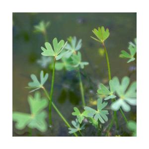 （ビオトープ）水生植物　フギレデンジソウ（１ポット）　抽水〜浮葉植物（休眠状態）