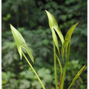 （ビオトープ）水生植物　クワイ（１ポット）　抽水植物　家庭菜園（休眠状態）
