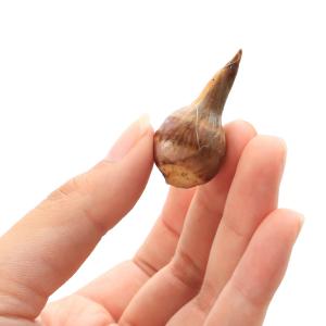 (ビオトープ)水生植物 クワイ(1ポット) 抽...の詳細画像3