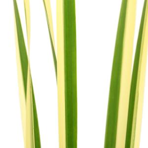 (ビオトープ)水生植物 菖蒲 斑入りニオイショ...の詳細画像1