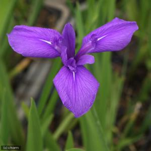 (ビオトープ)水生植物 カキツバタ 羅生門(ラ...の詳細画像1
