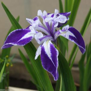 (ビオトープ)水生植物 カキツバタ 舞孔雀(マ...の詳細画像2