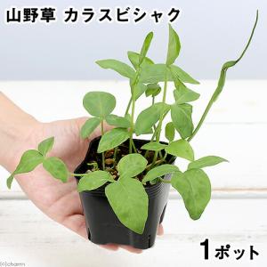 (山野草)カラスビシャク(半夏 烏柄杓) 3号...の詳細画像1