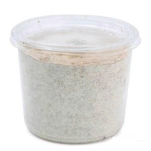 菌糸カップ　ＸＬ−ＣＵＰ　カワラタケ　４３０ｃｃ　１０個｜charm 第2ヤフー店