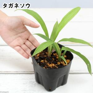 （山野草）タガネソウ（鏨草）　３号（１ポット）