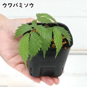 （山野草）山菜　ウワバミソウ（赤ミズ）　３号（１ポット）　山菜　家庭菜園