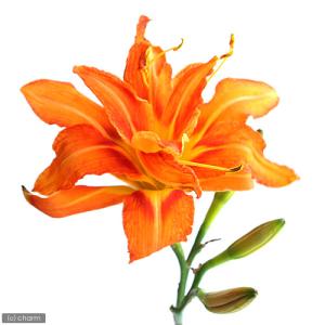 （ビオトープ）水生植物　ヤブカンゾウ　３．５号（１ポット）　湿生植物（休眠状態）