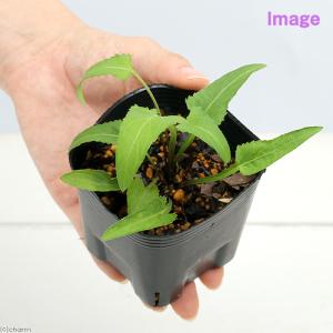 (山野草)スミレ(菫)品種おまかせ 2.5〜3...の詳細画像1