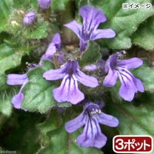 （山野草）キランソウ（紫藍草）　３号（３ポットセット）