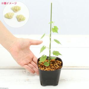 (山野草)カラスウリ(烏瓜)実生苗 2.5〜3...の詳細画像1