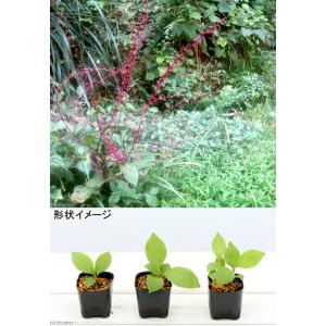(山野草)ミズヒキ(水引) 3号(1ポット)の詳細画像3