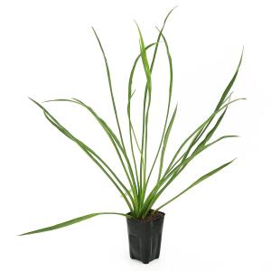 （ビオトープ）水生植物　ホソバヘラオモダカ（１ポット）　抽水植物（休眠状態）