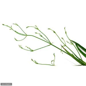 (ビオトープ)水生植物 ホソバヘラオモダカ(1...の詳細画像1