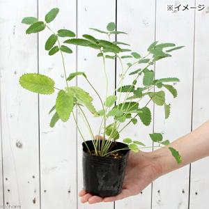 (山野草)ワレモコウ(吾亦紅 吾木香) 3.5...の詳細画像3