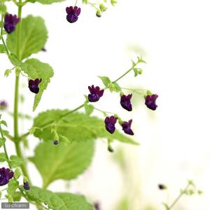 （山野草）黒花ヒキオコシ（黒花引起）　３〜３．５号（１ポット）