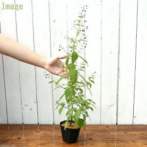 (山野草)黒花ヒキオコシ(黒花引起) 3〜3....の詳細画像1