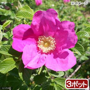 （山野草）ハマナス（浜茄子）　実生苗　３号（３ポットセット）