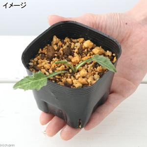 (山野草)キク(菊) ミヤコワスレ(都忘れ) ...の詳細画像1