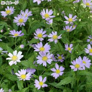 (山野草)キク(菊) ミヤコワスレ(都忘れ) ...の詳細画像2