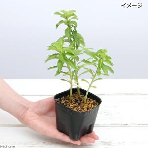 (山野草)キリンソウ(麒麟草) 3号(1ポット)の詳細画像1
