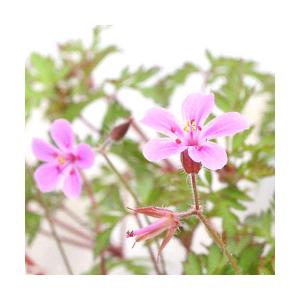 (山野草)ヒメフウロ(ゼラニウム 姫風露 塩焼草...の商品画像