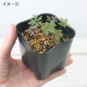 (山野草)ヒメフウロ(ゼラニウム 姫風露 塩焼...の詳細画像1