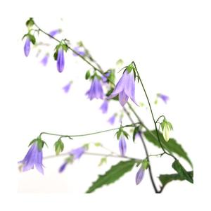 (山野草)ソバナ(岨菜)3号(1ポット)の商品画像