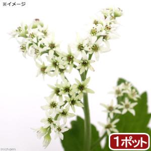 （山野草）タンチョウソウ（丹頂草）　３号（１ポット）（休眠状態）