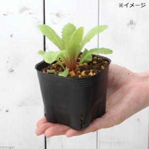 (ビオトープ)水生植物 日本クリンソウ(1ポッ...の詳細画像1