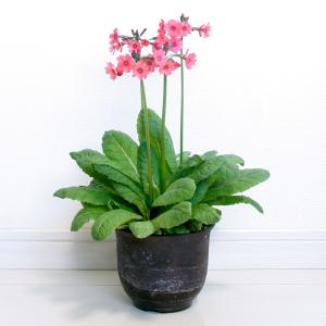 (ビオトープ)水生植物 日本クリンソウ(1ポッ...の詳細画像2