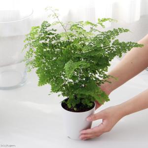 (観葉植物)アジアンタム 4号(1鉢)の詳細画像1