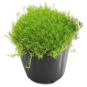 (観葉植物)サギナ(アイリッシュモス)(品種お...の詳細画像1