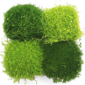 （観葉植物）サギナ（アイリッシュモス）（品種おまかせ）　３号（３ポット）