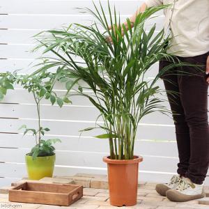 (観葉植物)大型 インテリア ヤシ アレカヤシ...の詳細画像2