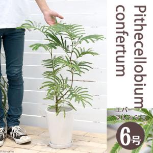 （観葉植物）エバーフレッシュ　６号（１鉢）