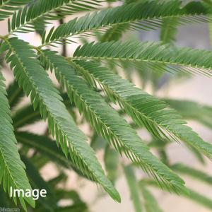 (観葉植物)エバーフレッシュ 6号(1鉢)の詳細画像1