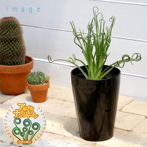 （多肉植物）アルブカ　スピラリス　フリズルシズル　４号（１鉢）　ケープバルブ｜charm 第2ヤフー店